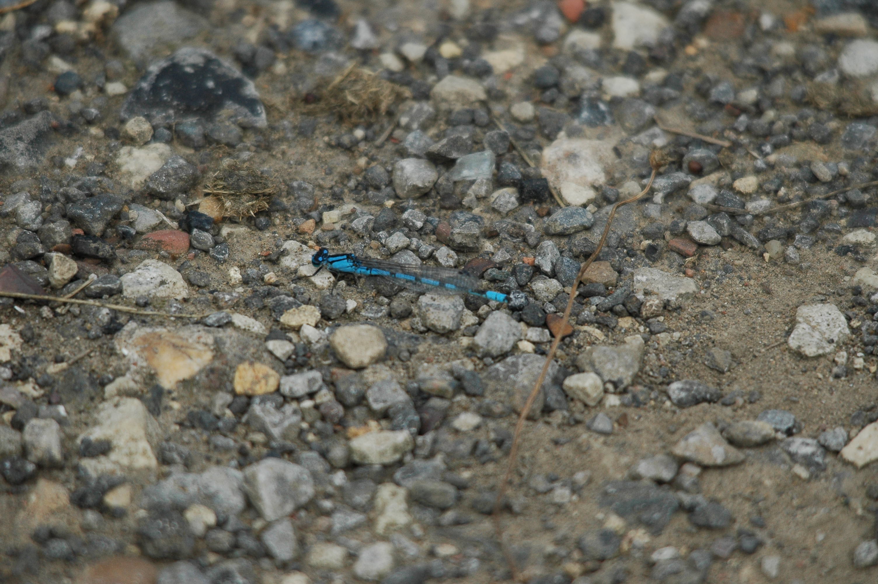 photos/wildlife/Invertebrate_Species/Dragonflies/Common Blue Damselfy/dsc_2854.jpg